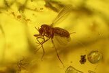 Fossil Oak Flowers (Quercus) & Flies (Diptera) In Baltic Amber #207511-2